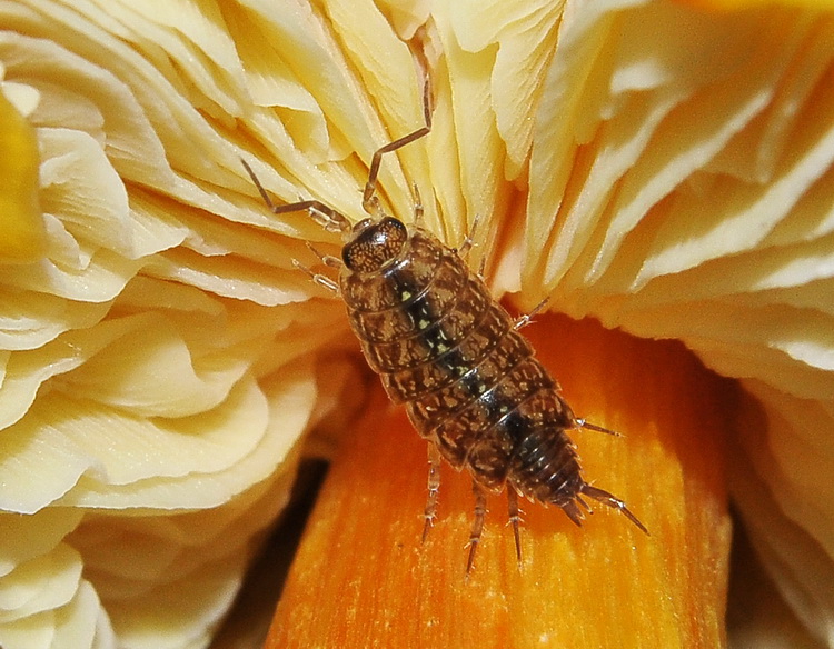 Isopoda micofago